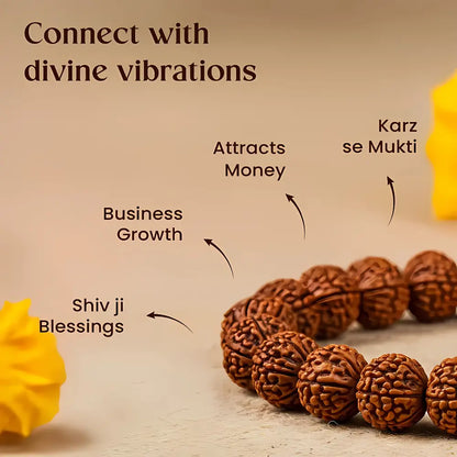7 Mukhi Rudraksha Bracelet
